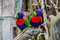Rainbow Parakeets