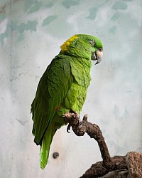 North Yorkshire Parrot Rescue