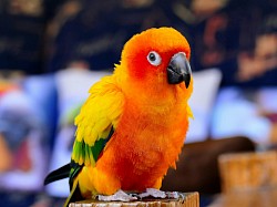 Love Bird
