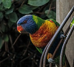 Indian Ring Neck