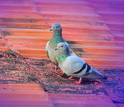 Pigeons