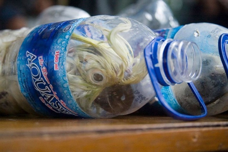 21 cockatoos were found crammed into plastic water bottles in a smuggling practice that is not uncommon in Indonesia. Image: Greatstock/Barcroft Media/Jefta Images