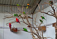 Bird aviary