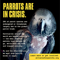 To learn more go to allianceforparrots.org